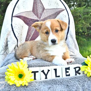 Tyler