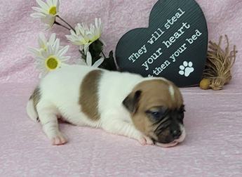 Westforks Peppy Full Blooded Jrt
