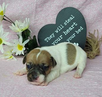 Westforks Peppy Full Blooded Jrt