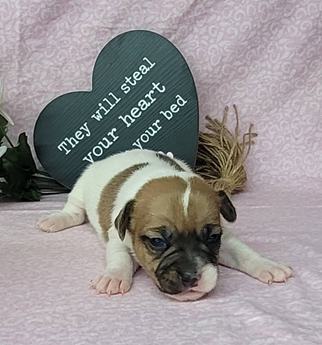 Westforks Peppy Full Blooded Jrt