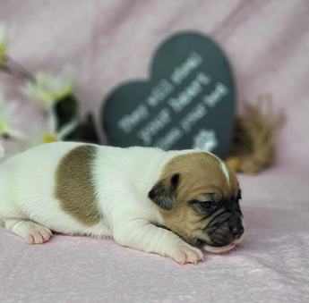 Westforks Peppy Full Blooded Jrt