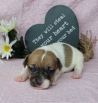 Westforks Peppy Full Blooded Jrt