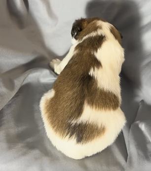 Yogi