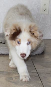 Akc Abby