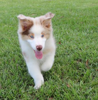 Akc Abby