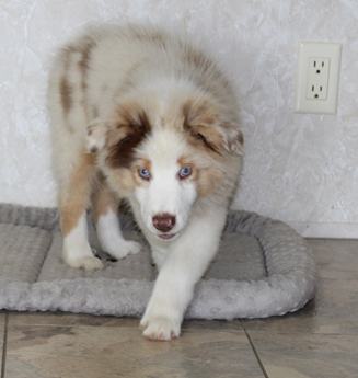 Akc Abby