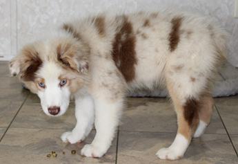 Akc Abby
