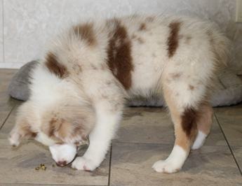 Akc Abby
