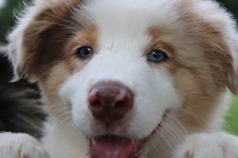 Akc Abby