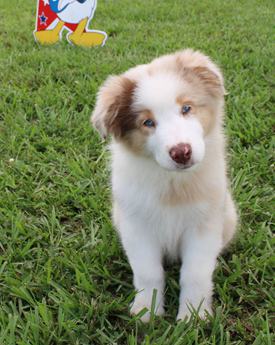 Akc Abby