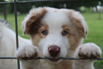 Akc Abby