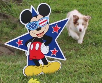 Akc Abby