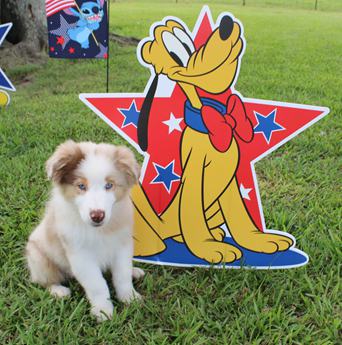 Akc Abby