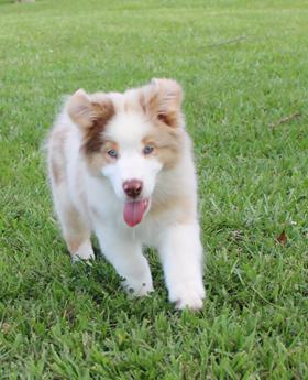 Akc Abby