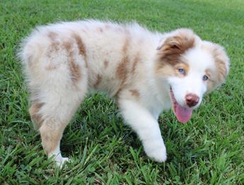 Akc Abby