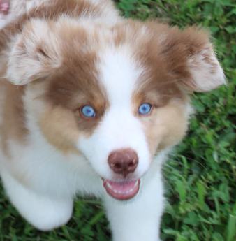 Akc Alix
