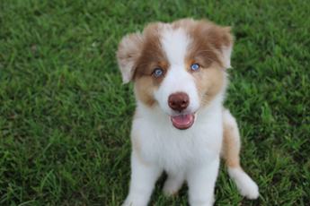 Akc Alix