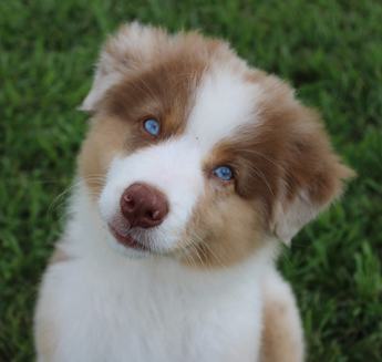 Akc Alix
