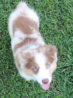 Akc Alix