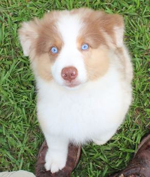Akc Alix