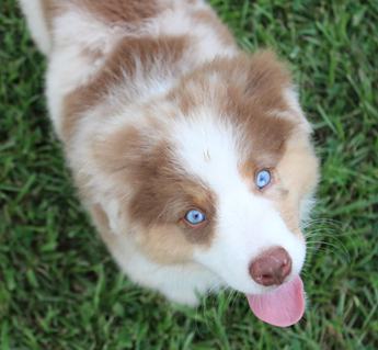 Akc Alix