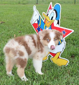 Akc Alix