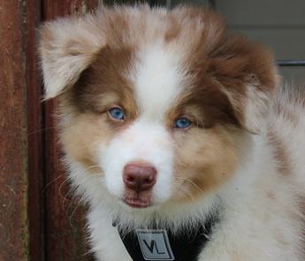 Akc Alix