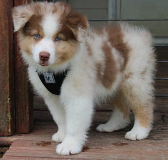 Akc Alix