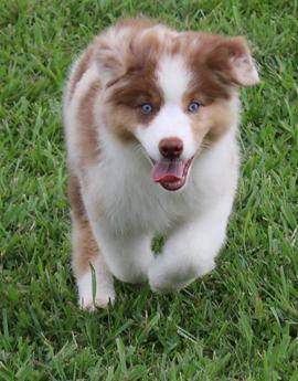 Akc Alix