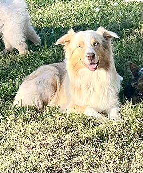 Akc Alix