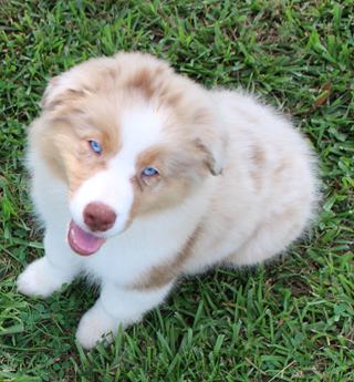 Akc Belle