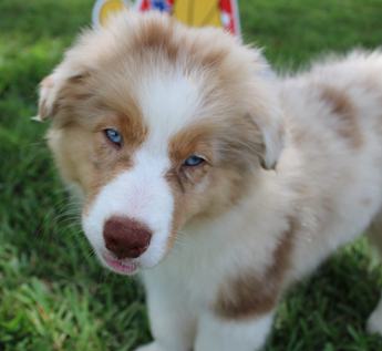 Akc Belle