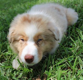 Akc Belle