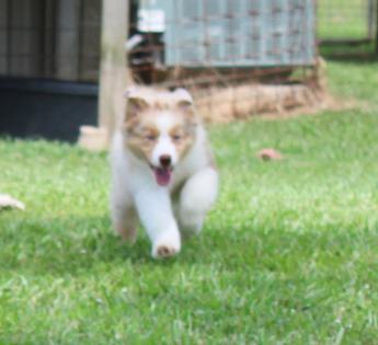 Akc Belle