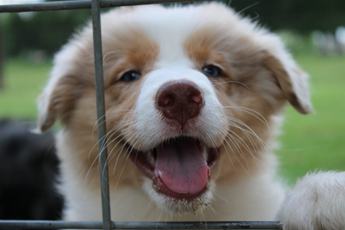 Akc Belle