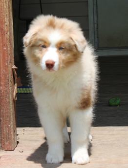 Akc Belle