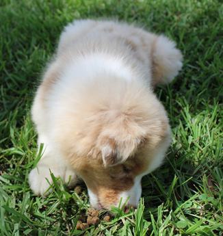 Akc Belle