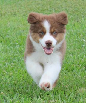 Akc Cash