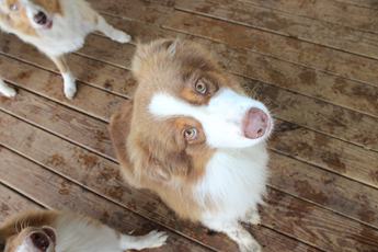 Akc Cash