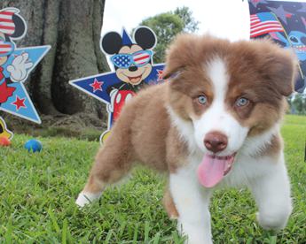 Akc Cash