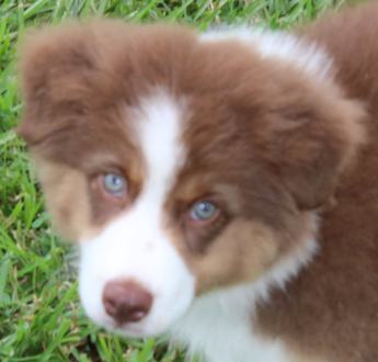 Akc Cash