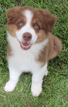 Akc Cash