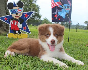 Akc Cash