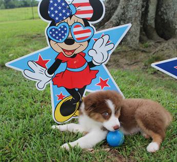 Akc Cash
