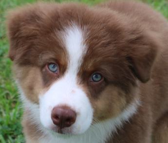 Akc Cash