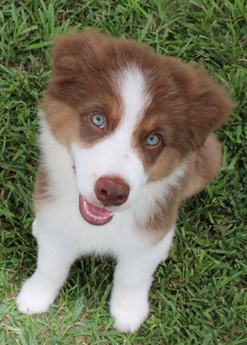 Akc Cash