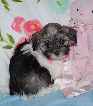 Akc Krissy