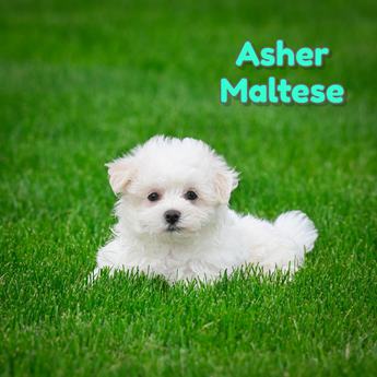 Asher