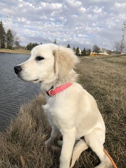 Bella