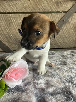 Buddy